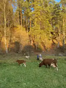 Карельские Лага - 21