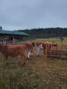 Карельские Лага - 78