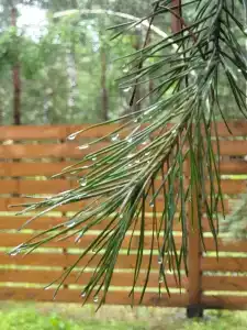 ForestHouse Лесной домик - 96