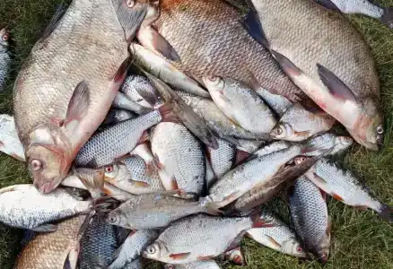 Big Fish - 17