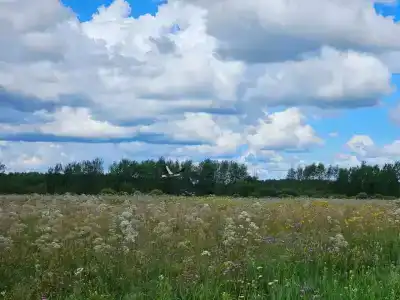 Дом Аиста - 38