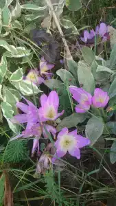 Вуокса парк - 27