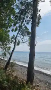 Чапагуа - 13