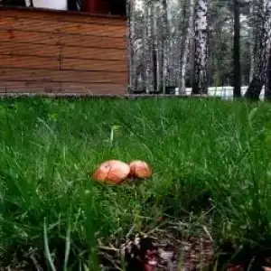 Сибирская Жемчужина - 17