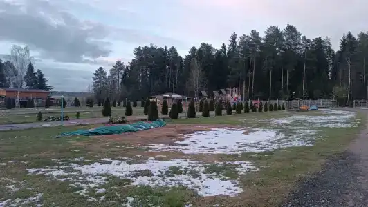 Сосновый - 25