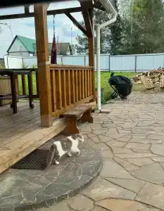 Пенеснарь - 6