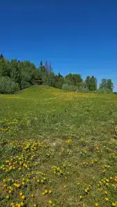 Лаванда - 6
