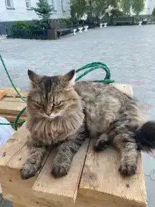 Джузеппе - 52