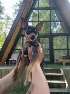 Дом-Шалаш на Усе - 40