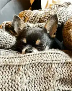 Villy Uley Karelia (Вили Улей Карелия) - 23