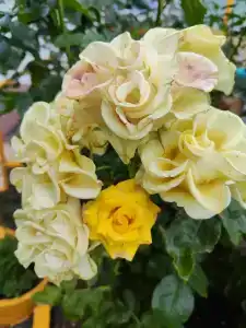 У Светланы - 9