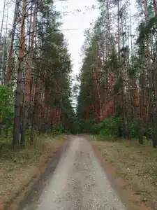 Ромашка - 63