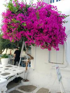 Mykonos View - 6