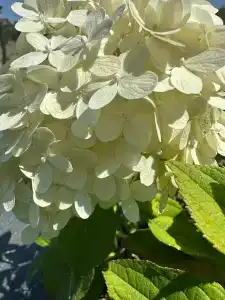 Анна Крым - 43