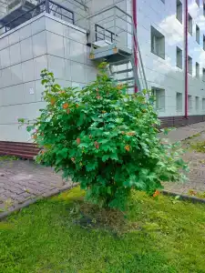 Железнодорожник - 25