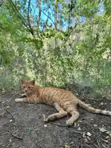 Родное - 66