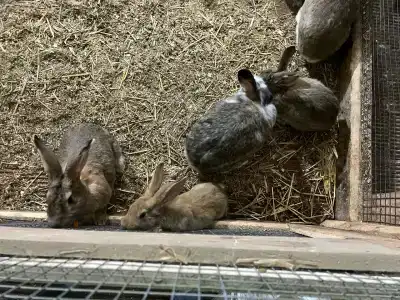 Мурманская страусиная ферма - 34