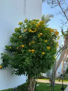 Jaz Fanara Residence - 33