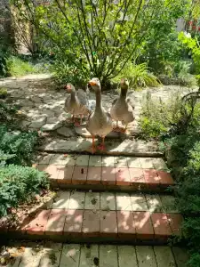 GoosebanD - 5