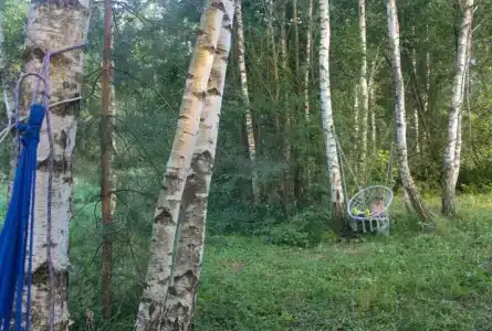 Хвойный парк - 4