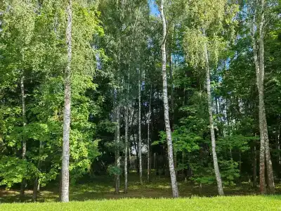 Подмосковье - 95