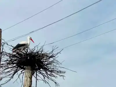 Белый Аист - 2