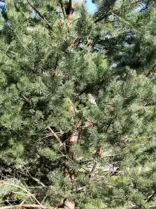 Снетковское Озеро - 45