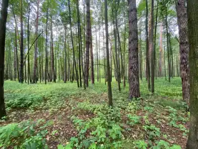 Корабельная роща - 41