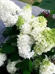 Розовый двор - 64