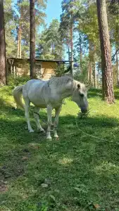 Новый Горизонт - 49