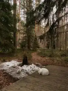 Глэмпинг Shanti Home - 68