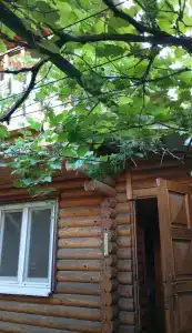 Аврора - 24