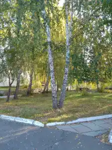 Лесное озеро - 38