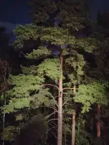 Аленушка - 42