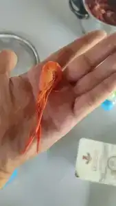 Веселый Роджер - 75