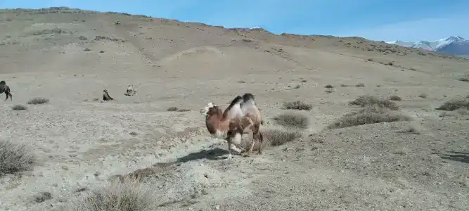 Altay Steppe - 5