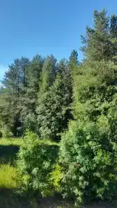 Кедр - 20