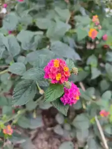 Cleopatra King Apart - 18