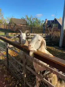 Здоровей - 61