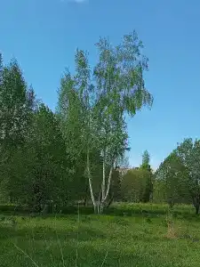 Автомобилист - 41