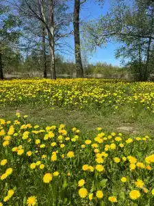 Варзи-Ятчи - 28