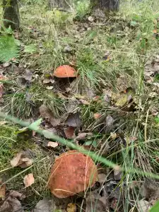 Гагарин Барн - 30