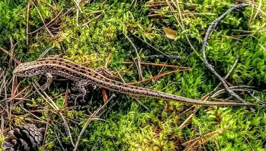 Улыбышево - 66