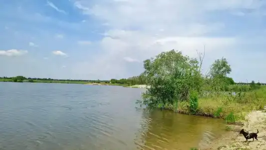 Белый лис - 25