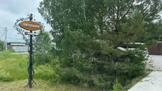 Магия леса - 8