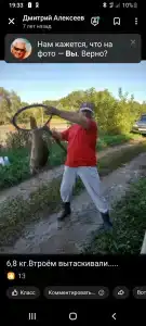 Голден Фиш - 47