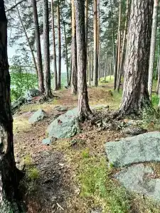 Лесная поляна - 19