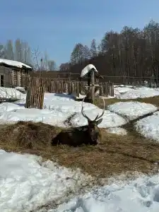 Экоотель Трын-трава - 96