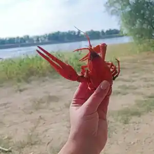 Лес и Рыба - 63