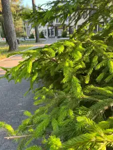 Санаторий-Профилакторий Лесная Поляна - 11